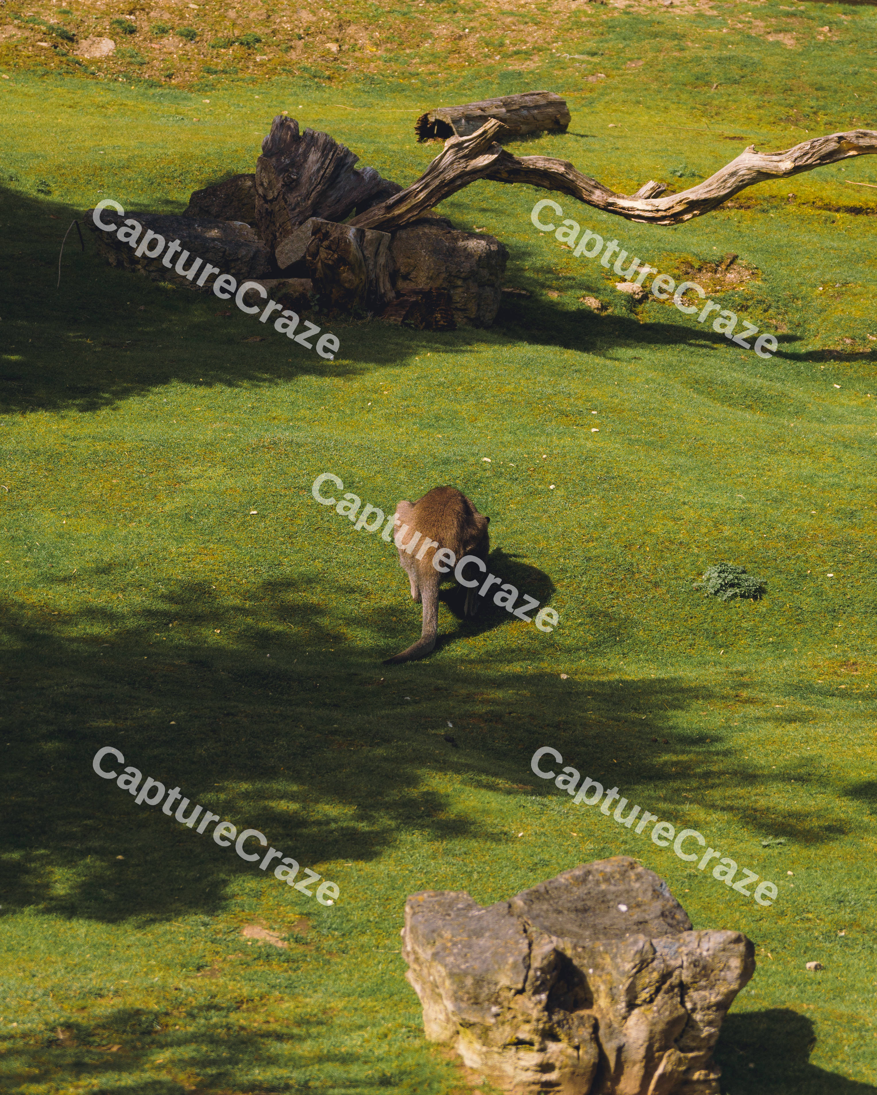 Kangaroo Grazing